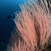 whip_sea_sr_kb_v_0023_png0571.jpg